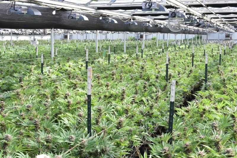 Why warm weather increases cannabis smell Why warm weather increases cannabis smell